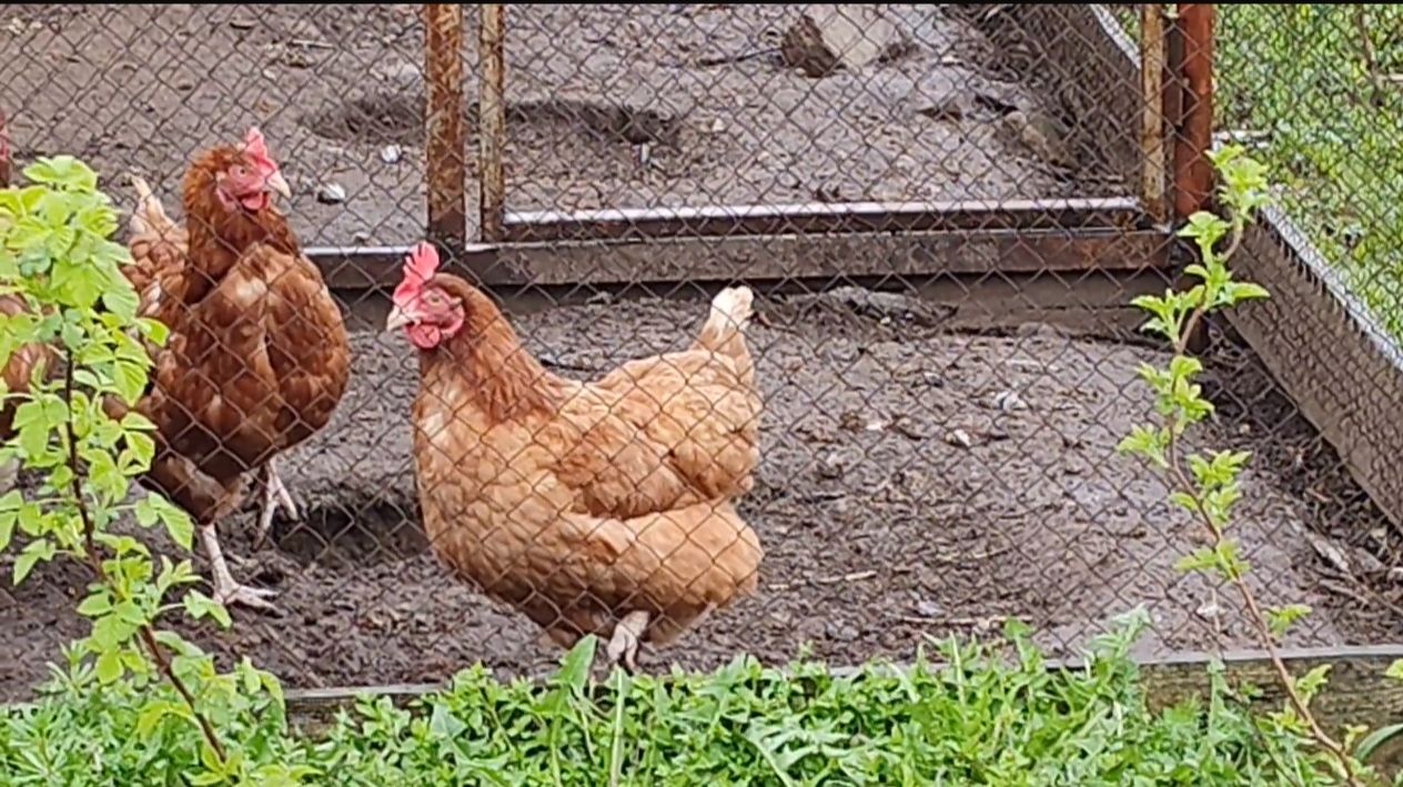 Почему гортензии в плошках.