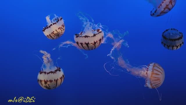 ТАЙНЫ ГЛУБИН. ОКЕАНСКАЯ ЭНЕРГИЯ ДЛЯ ВОССТАНОВЛЕНИЯ.
