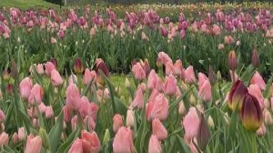 Немного из жизни за конец марта и начало апреля