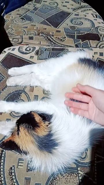 Мурка спит 🤫