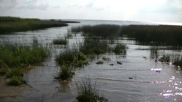 Vatravel.ru На Псковском озере в д.Мешоколь (Псковская обл)