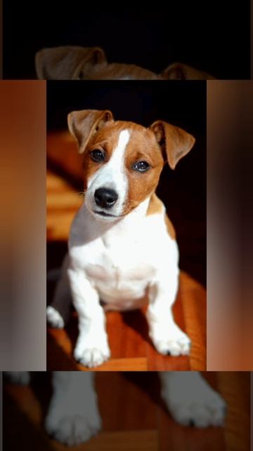 Джек Рассел 😏