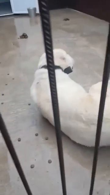  САО РИЧУ НА  НУЖНО 160 ТЫСЯЧ ПОСТ В ОПИСАНИИ  сао алабай собака любовь помощь