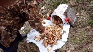 опять кормим