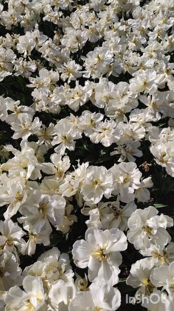 Парад тюльпанов. 15.04.26. Ялта.