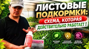 Как правильно делать листовые обработки, чтобы растения усвоили максимум пользы.