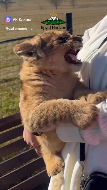 clip-228389840_456240484video