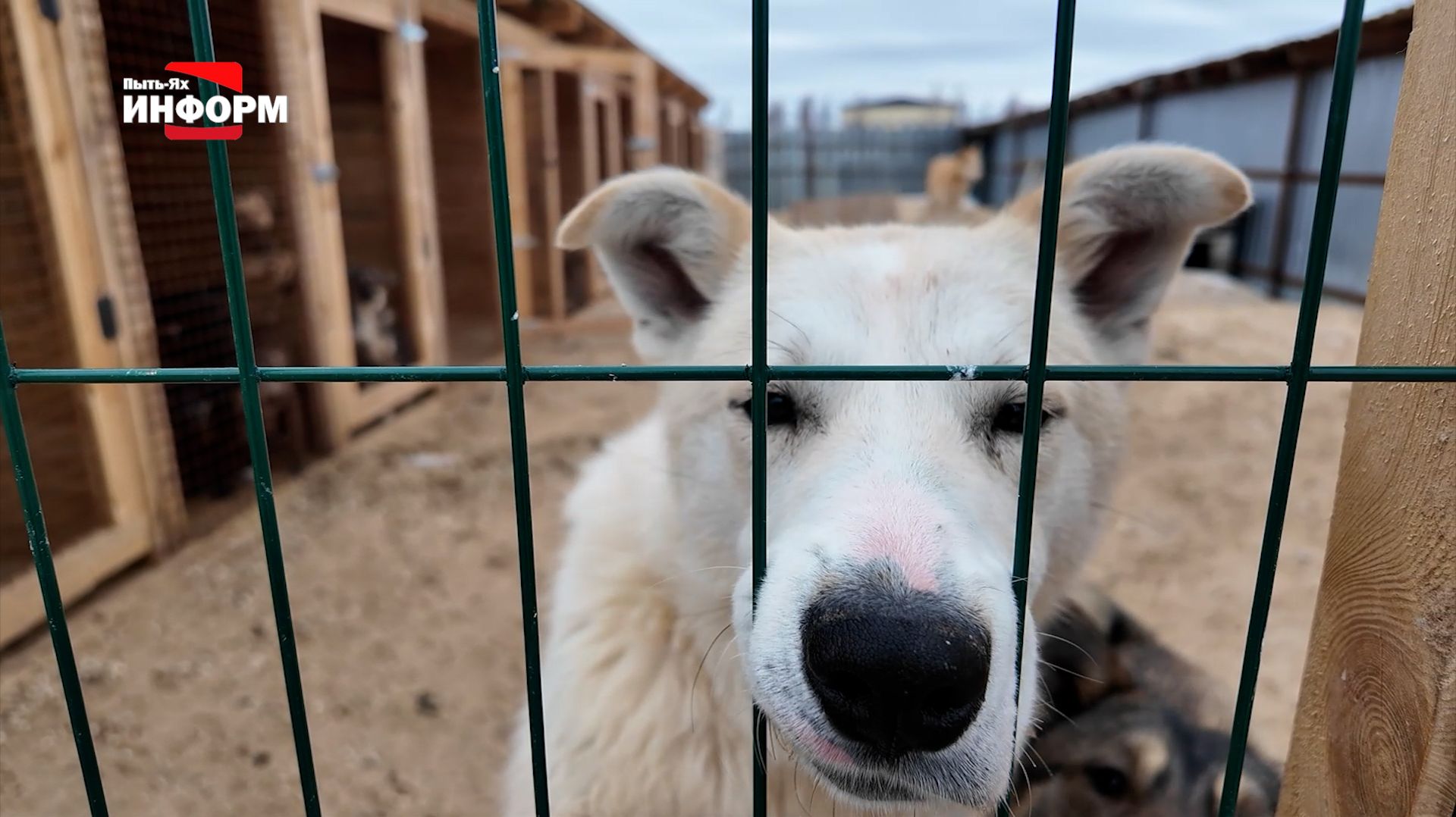 Пополнили запасы корма во временном муниципальном приюте