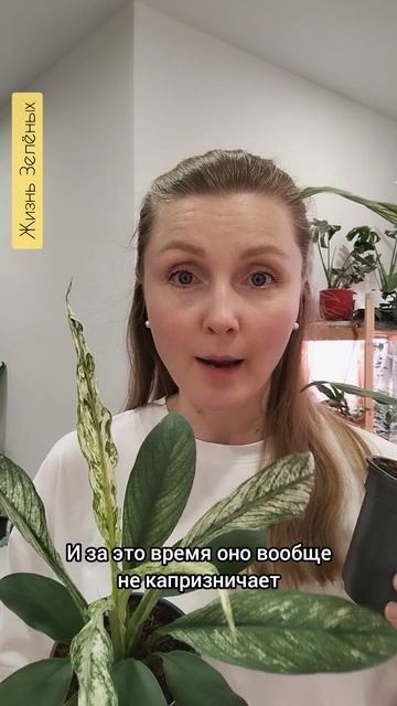 Спатифиллум Angel Baby