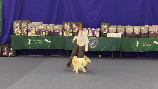 Рутагор Енисей тренировочный по танцам с собаками 19.04.2026