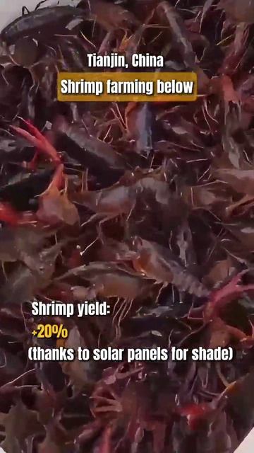 ⚡️Соляные поля Тяньцзиня стали источником чистой энергии