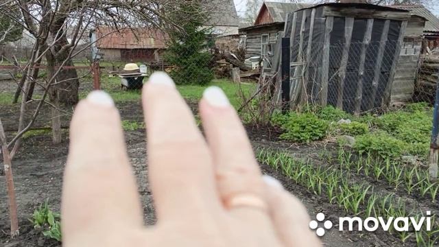 Бьют в колокола.Полила рассаду с марганцовкой.Мои хвойники