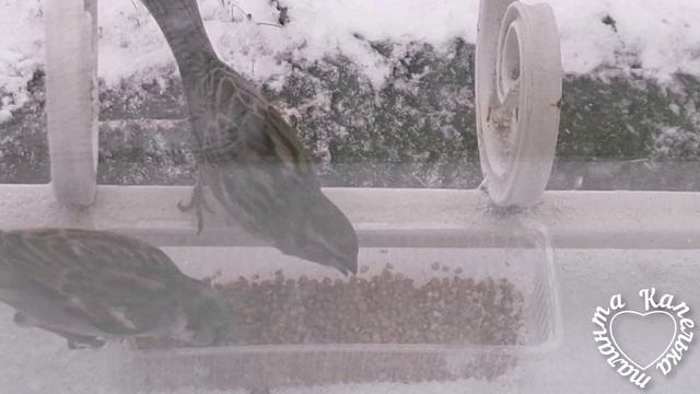 Помогаю пернатым🐦⬛ пережить метель❄️
