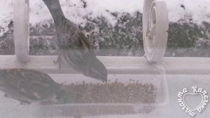 Помогаю пернатым 🐦⬛ пережить метель❄️