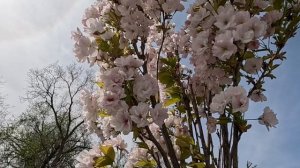 24.04.Завозят песок на пляжи, море штормит. Анапа.