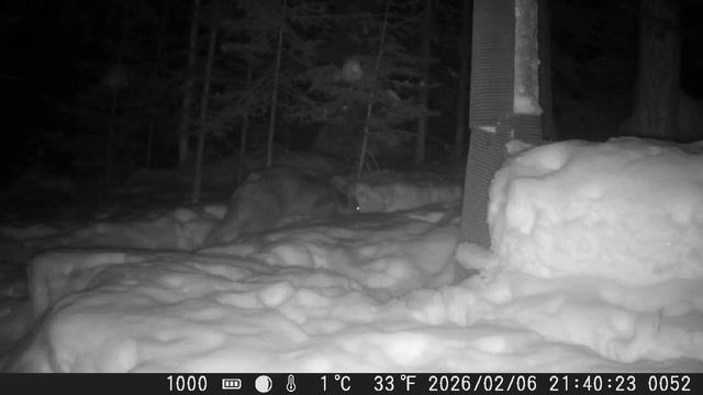 Видео от Красноярская тайга. Фотоловушки