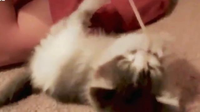 Смешные видео ТОП видео про кошек и собак 2026г🤣🤣🤣🤣 РЖАКА