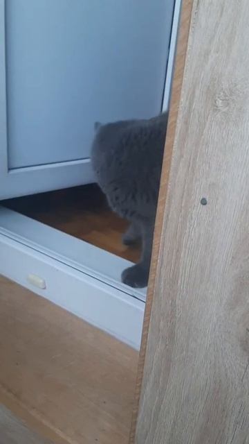 Что там дальше с Мауси?