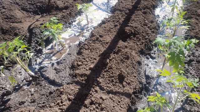 Высадили первые помидоры 24 апреля 2026