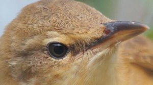 Звук природы. Птицы. Камышовка дроздовидная поет в русской деревне