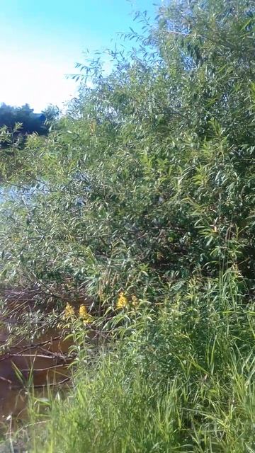 тишина и покой...