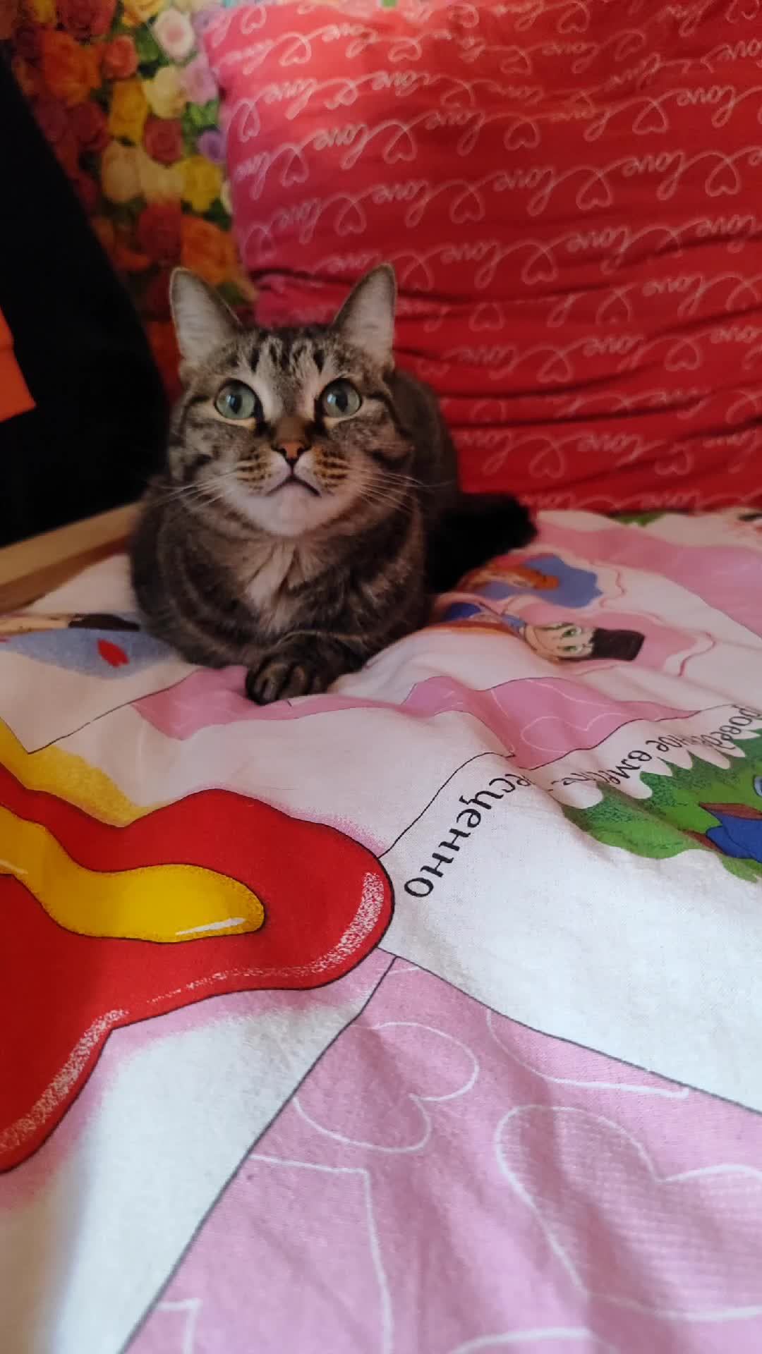 кошачий релакс