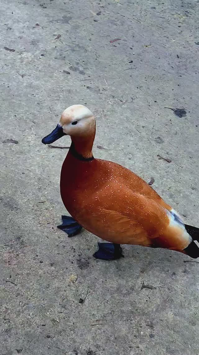 РЕЛАКС-ПРОГУЛКА С КРАСНЫМИ УТКАМИ (ОГАРЯМИ) В МОСКВЕ