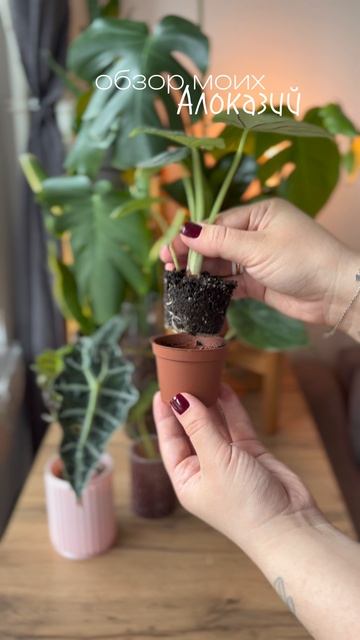 Обзор моих Алоказий    Использую набор стимуляторов роста растений Power Mass Vega  арт. WW355456