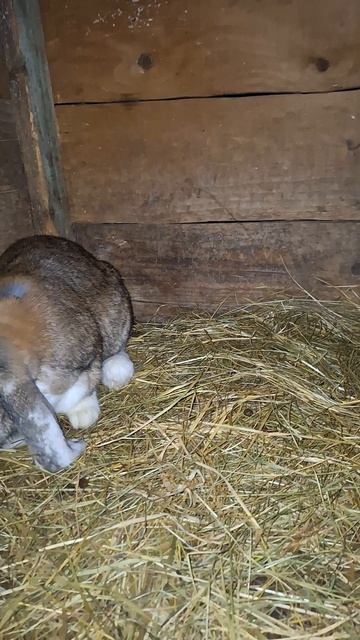 Пополнение Французских баранов