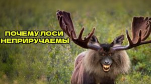 ПОЧЕМУ ТАК СЛОЖНО ОДОМАШНИТЬ ЖИВОТНОЕ