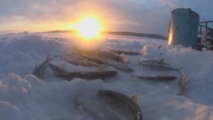 РЫБАЛКА НА СЕВЕРЕ!С РАССВЕТОМ ЗА КОРЮШКОЙ,ПРЯМО НАПРОТИВ ДОМА!