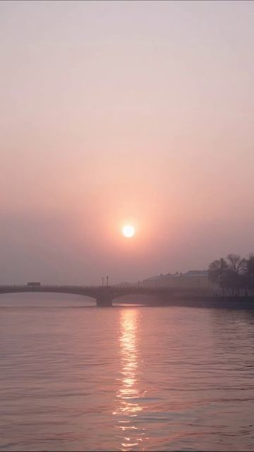 Собака на прогулке в парке солнечным днем #собаки #парк #прогулка