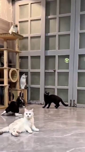 Замедление делает любое видео лучше