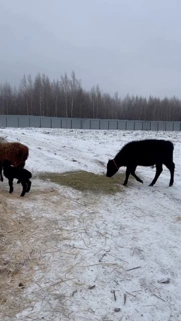 😍
#приютСудьба #приютдляживотных #животные #коровы #бараны