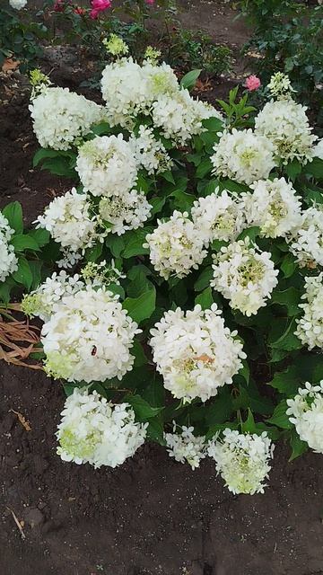 Метельчатая гортензия Фантом.