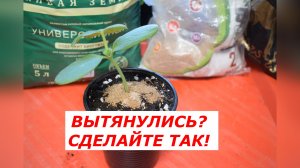 СРОЧНО СДЕЛАЙТЕ ЭТО! Вторая досыпка огурцов.