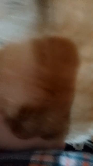 видео непонятное где кот хочет что-то сказать