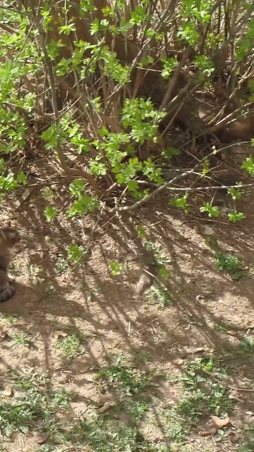 Вышли позагорать