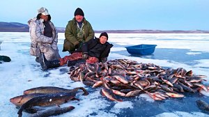 Зимняя рыбалка на крупного окуня.