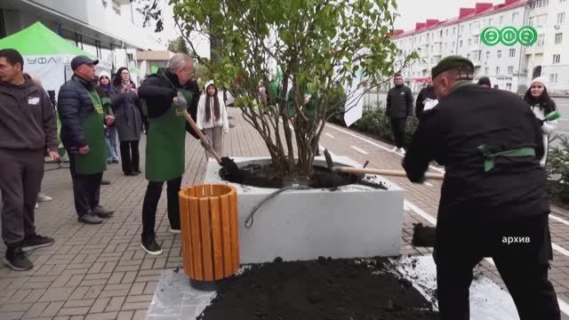 На улицах Уфы появится 5,5 тысяч кустарников и 1700 деревьев