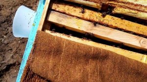 Пчеловодство.Расширение семей на похолодания.,