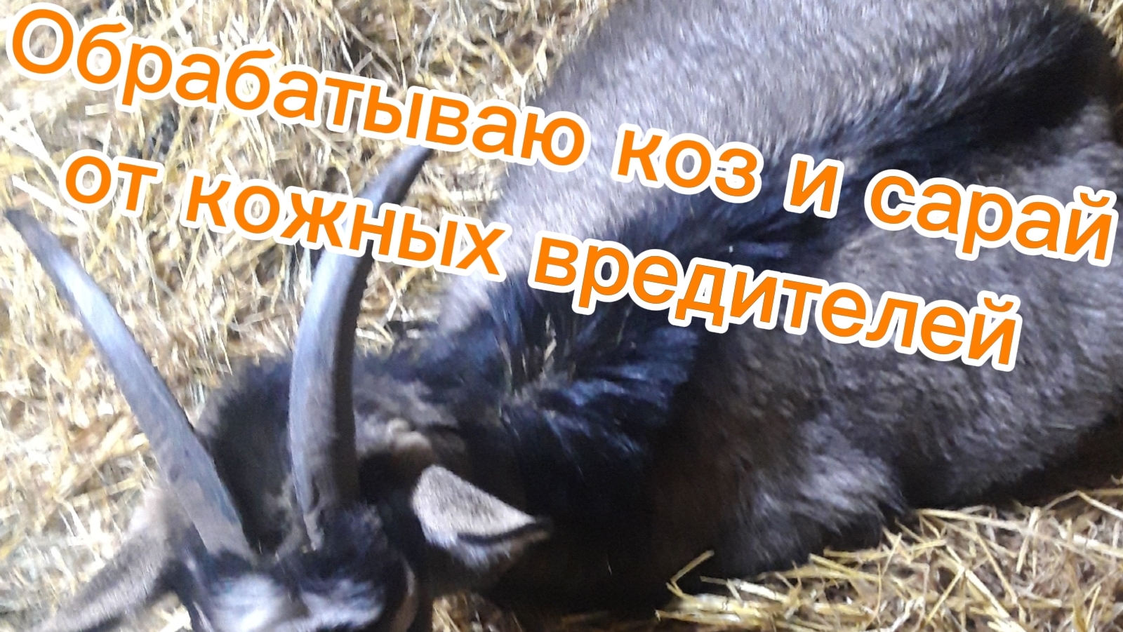 Чем обработать шерсть коз? От пухопероеда? От власоеда? От клещей? От блох?