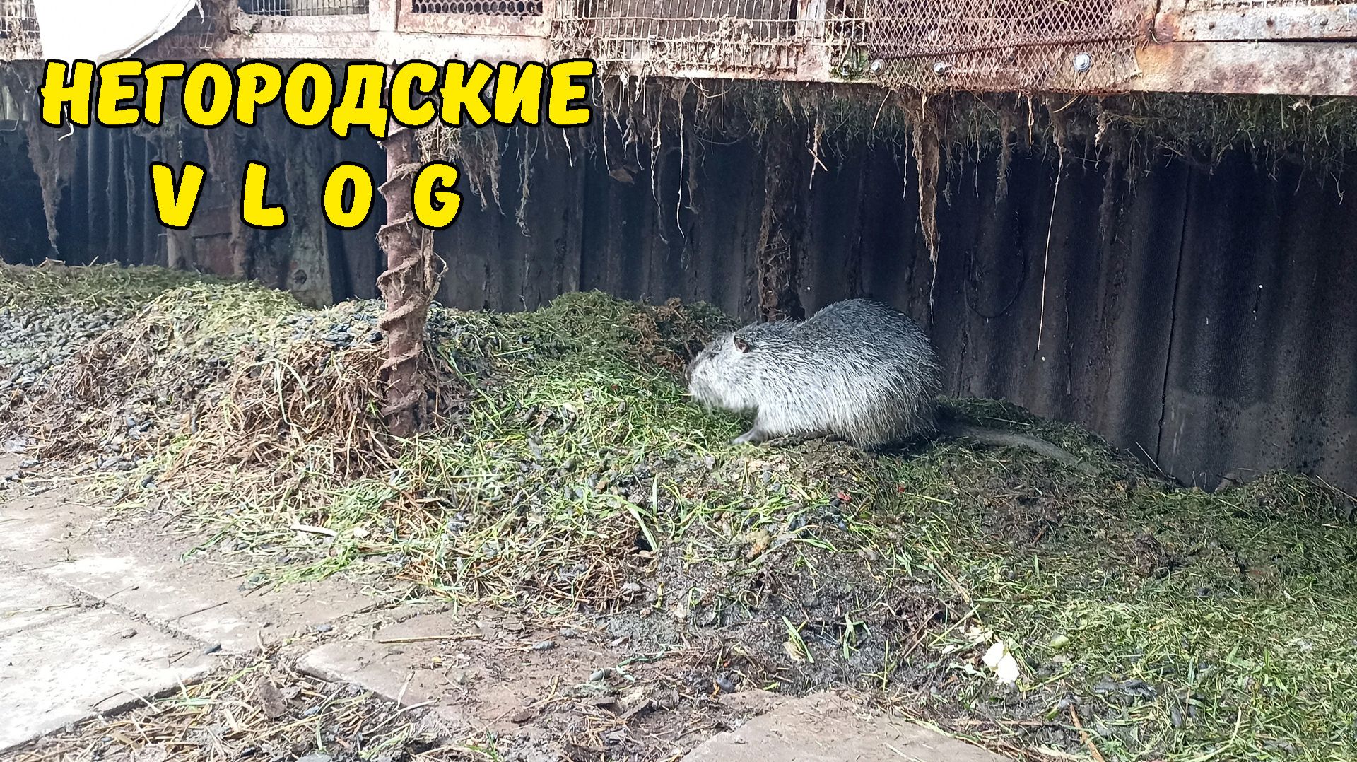 НУТРИИ выломали клетку и сбежали. 22.04.26