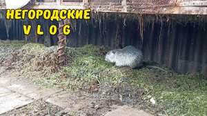 НУТРИИ выломали клетку и сбежали. 22.04.26