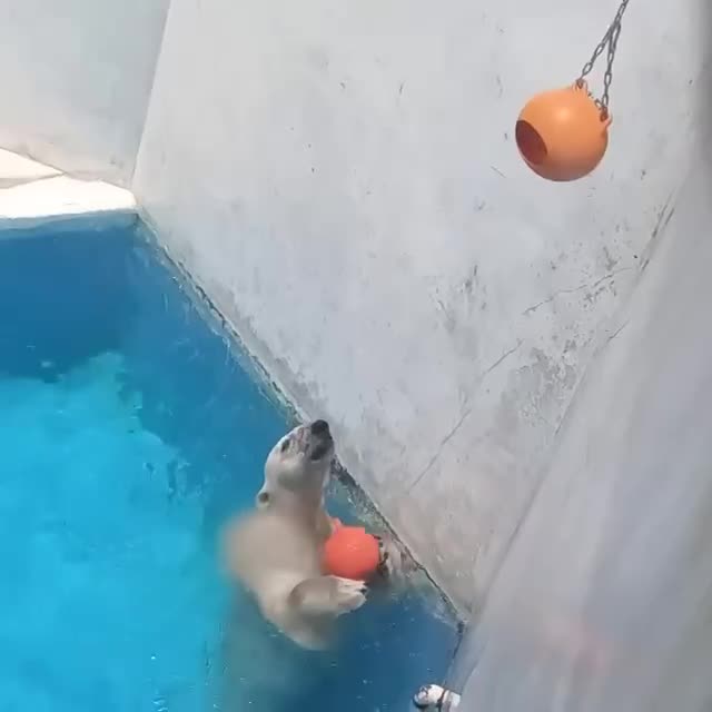 #видео #животные #Милые