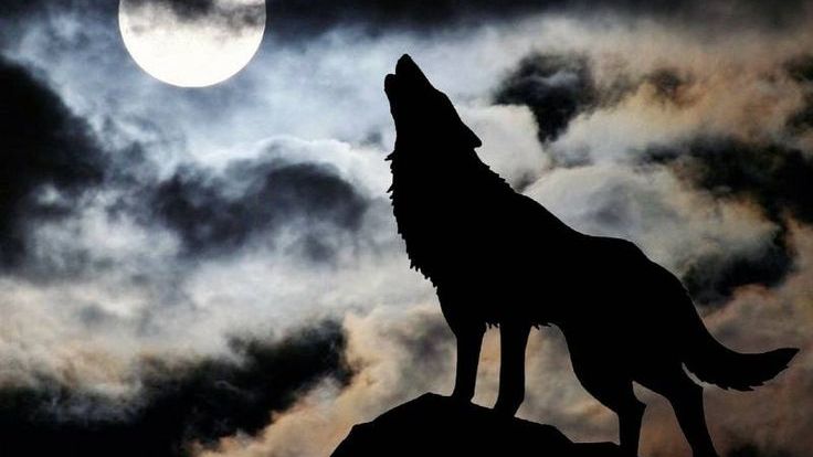 Моя песня Волк муз. и ст. - Ярош  с - Ярослав Колесников 2026 и популярный в роке образ волка