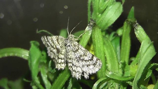 ИНСЕКТАРИЙ: 465. Пяденица Травяная Ematurga atomaria 2V