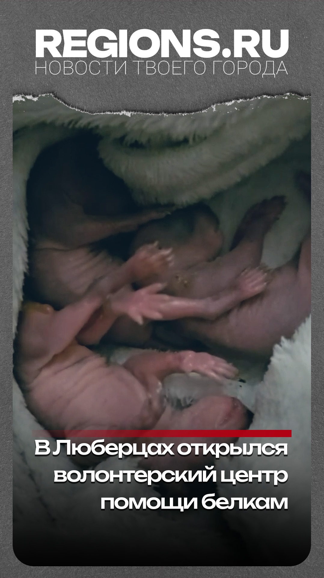 В Люберцах открылся волонтерский центр помощи белкам