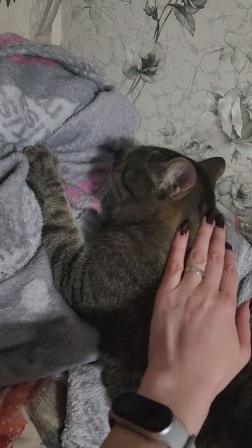 Котик обнимает плед