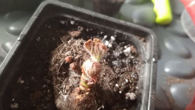 БЕГОНИЯ. ПЕРЕВАЛКА.КЛУБЕНЬ ЗАГНИЛ СРОЧНО СПАСАЕМ!